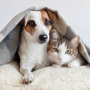 gallery image_ Pet Bathing Services