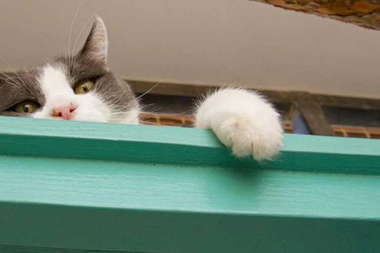 How Much Does it Cost to Declaw a Cat