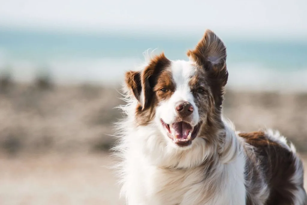 dog grooming near me Brooklynpetspa